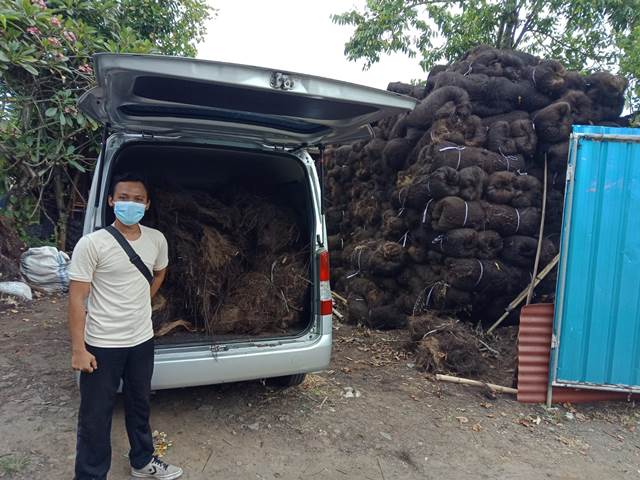 atap ijuk bali13
